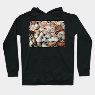 Sea Shells Hoodie